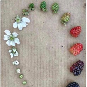 Meet your Posher, Tisha